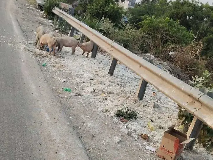 పందుల స్వైర విహారం.. ఇబ్బందుల్లో ప్రజలు