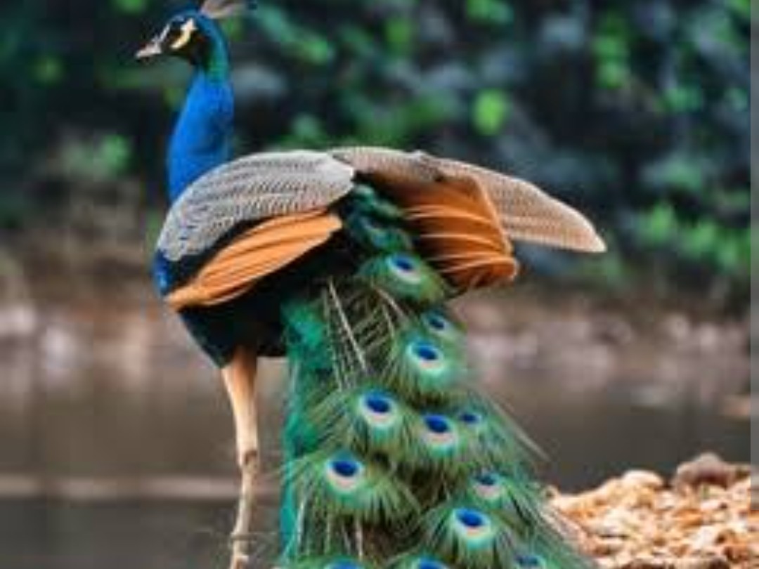 కాలనీలో మయూరి సంచారం