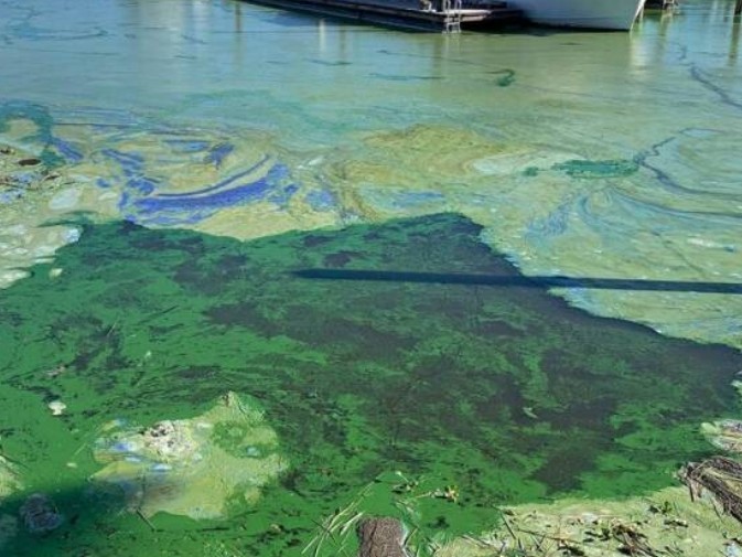 మేడ్చల్ చెరువుల్లో మురుగు.. విపరీతంగా దోమల బెడద.!