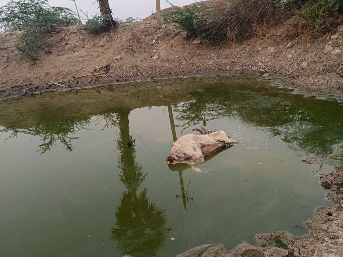 ఊట్కూర్ గ్రామంలో ఆవు మృతి