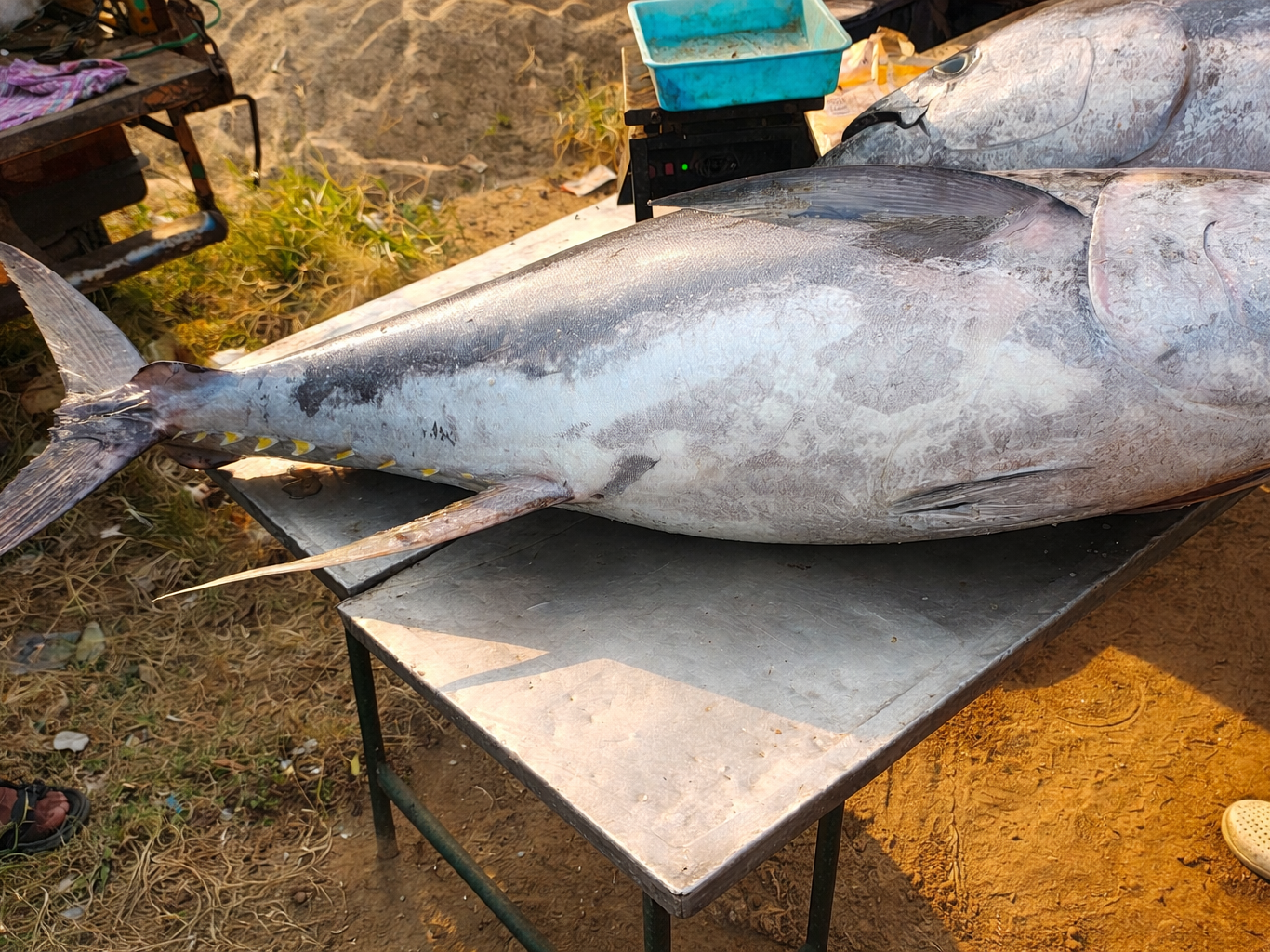 నందిగామలో అరుదైన చేప అమ్మకాలు