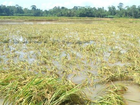 వడగండ్ల వాన బీభత్సం.. పంటలకు అపార నష్టం