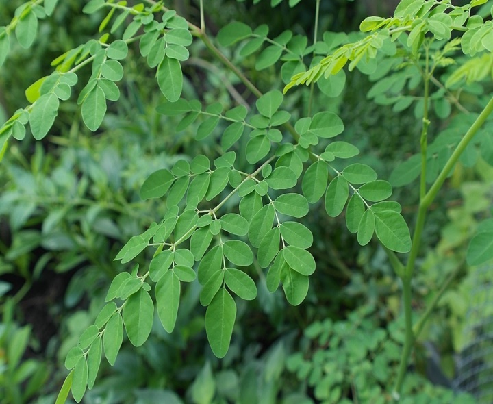 మునగ ఆకులతో ఆరోగ్య ప్రయోజనాలు