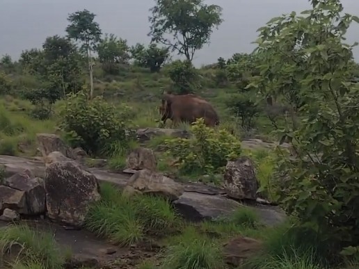 పాతపేట వద్ద ఒంటరి ఏనుగు హల్‌చల్