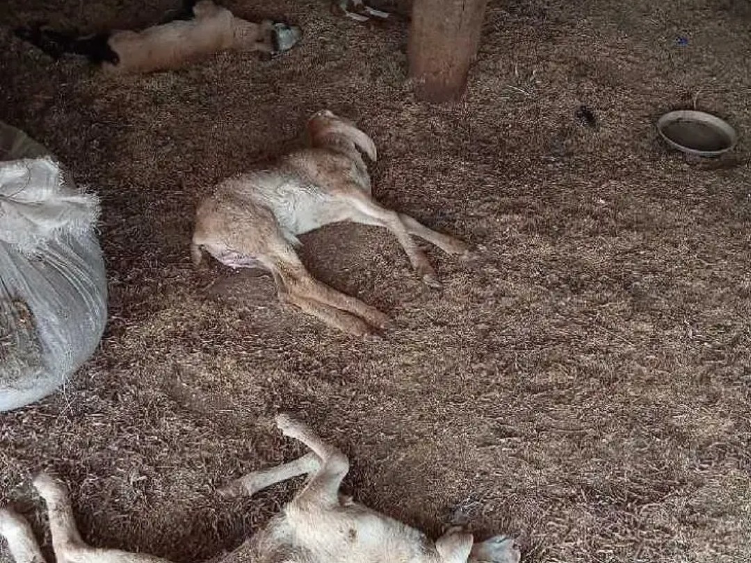 కుక్కల దాడిలో 5 గొర్రె పిల్లల మృతి