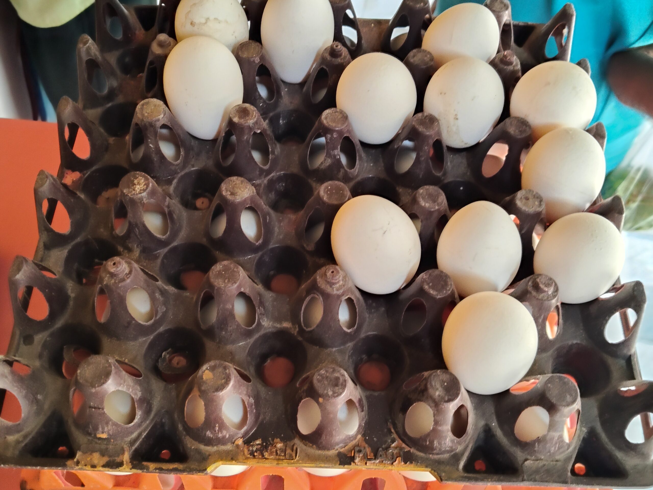 భారీగా పెరిగిన కోడి గుడ్ల ధరలు