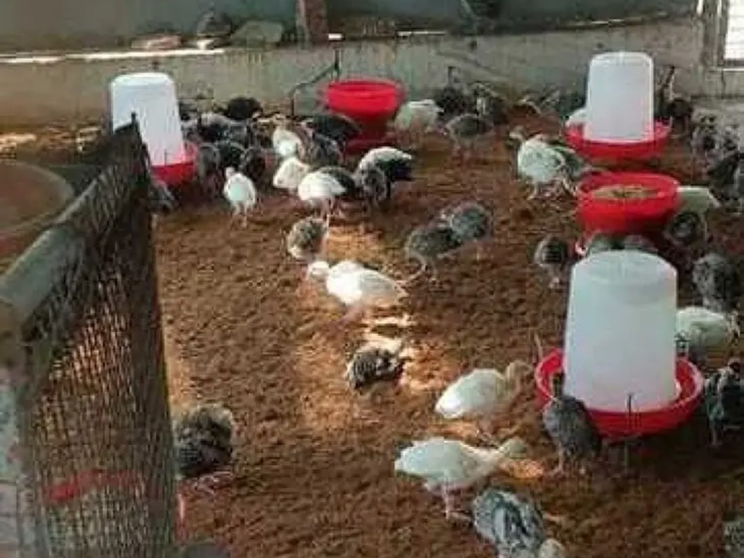 పౌల్ట్రీ విలవిల.. వడదెబ్బకు కోళ్ల మృతి