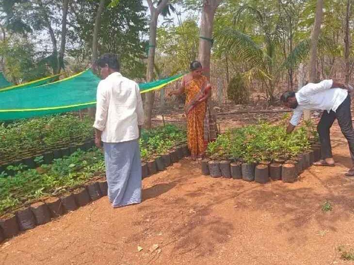 ‘మొక్కల రక్షణకు చర్యలు తీసుకోవాలి’