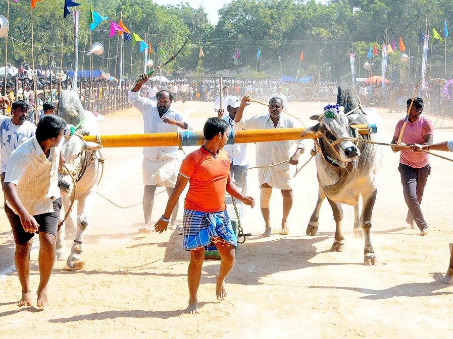 ఘనంగా శ్రీ అంకాలమ్మ తల్లి ఉత్సవాలు