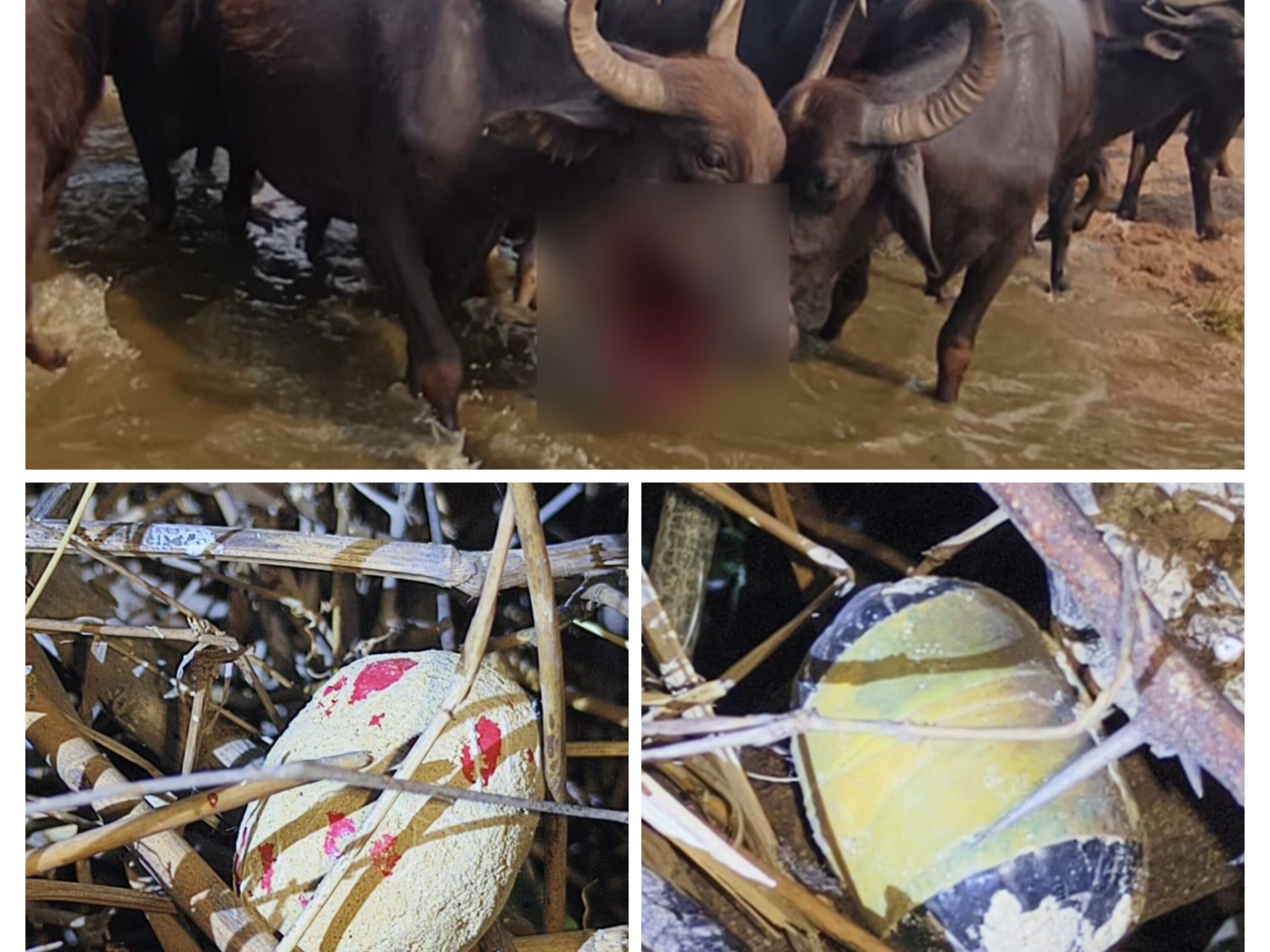 నాటు బాంబు పేలి గాయపడ్డ గేదెలు