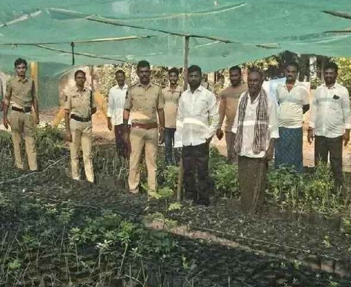 నర్సరీని, తాటి వనాలను పరిశీలించిన ఎస్సై