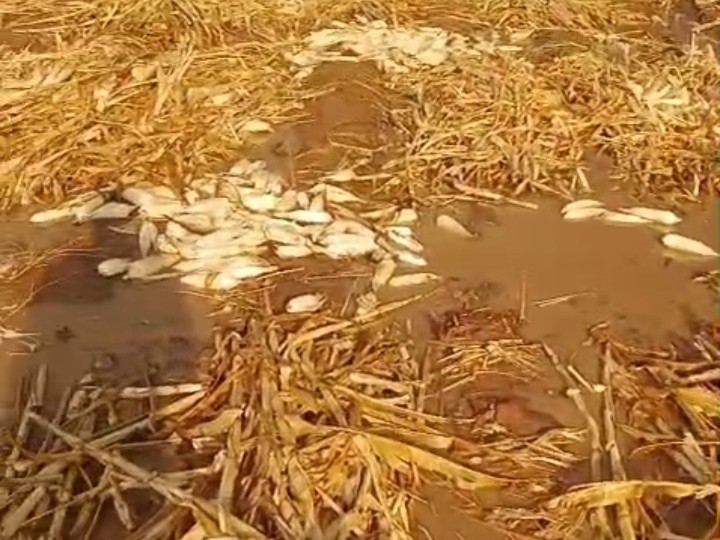 అకాల వర్షం.. ఆందోళనలో అన్నదాతలు