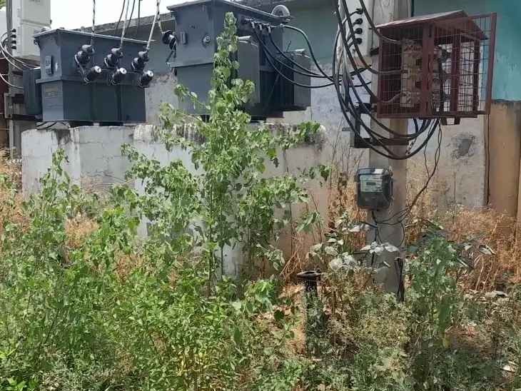 పిచ్చి మొక్కలతో విద్యుత్ ట్రాన్స్‌ఫార్మర్