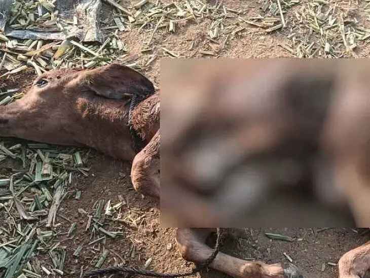 కుక్కల దాడితో ఆవు దూడ మృత్యువాత