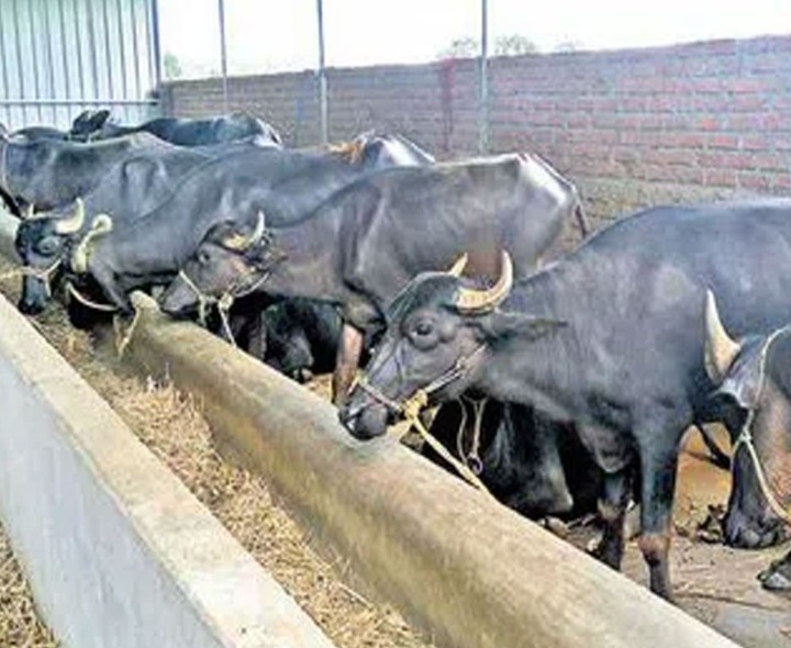 రెండు పాడి గేదెల పథకం..