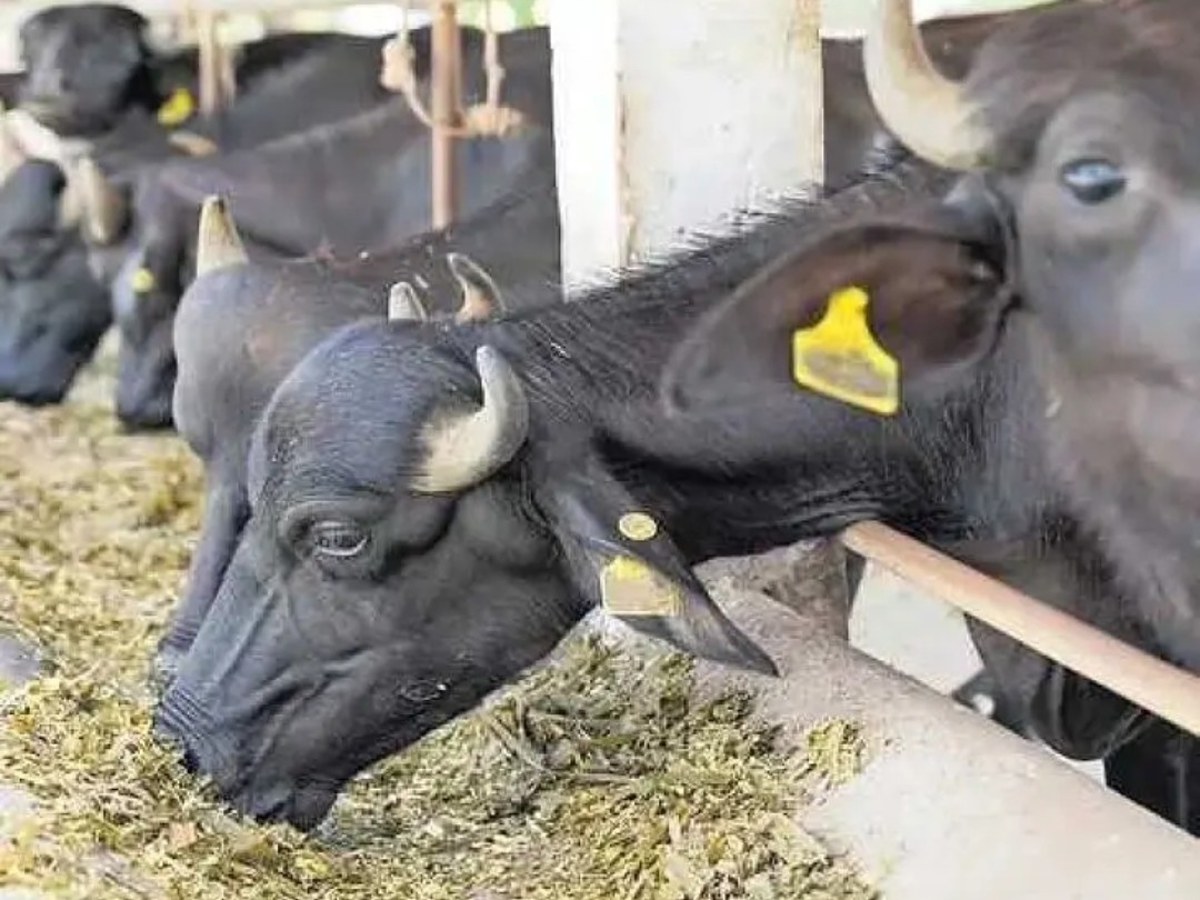 పాడి గేదెల పథకానికి దరఖాస్తు గడువు పెంపు