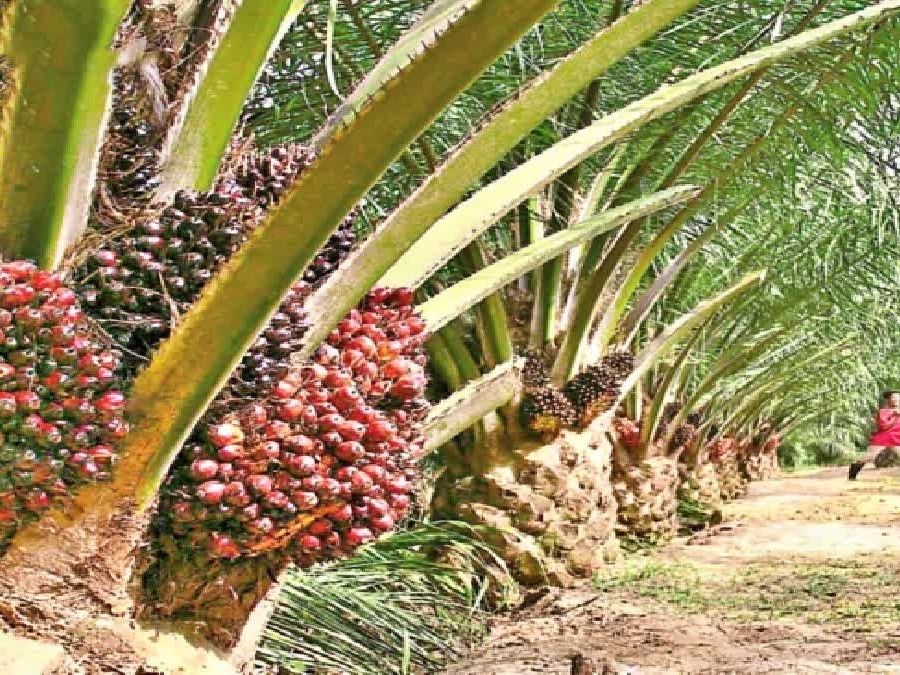 ఆయిల్ పామ్ రైతులకు తీపి కబురు