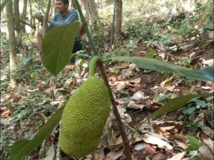 ఆశ్చర్యానికి గురిచేస్తున్న పనస కాయ