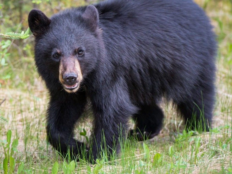 శ్రీశైలం ఘాట్ రోడ్డులో ఎలుగుబంటి సంచారం