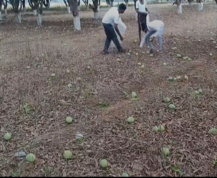 నేల రాలిపోయిన మామిడి.. రైతుల ఆవేదన