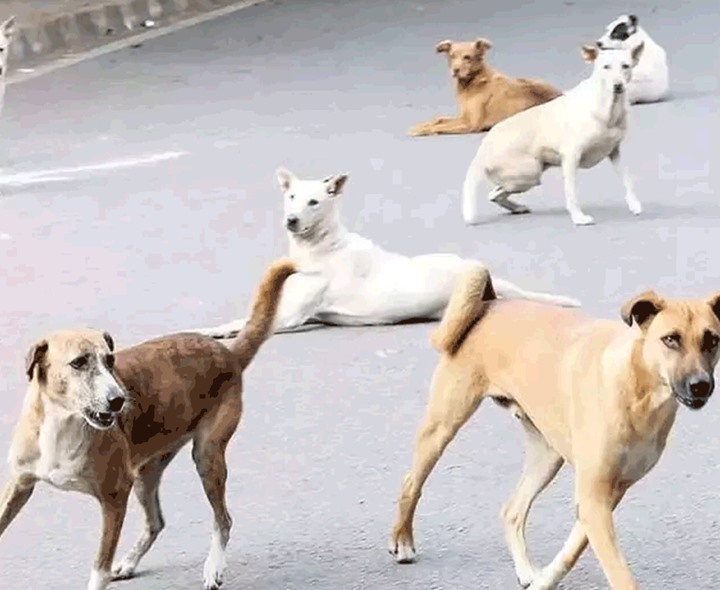 దారుణం.. చిన్నారిని పీక్కుతిన్న కుక్కలు