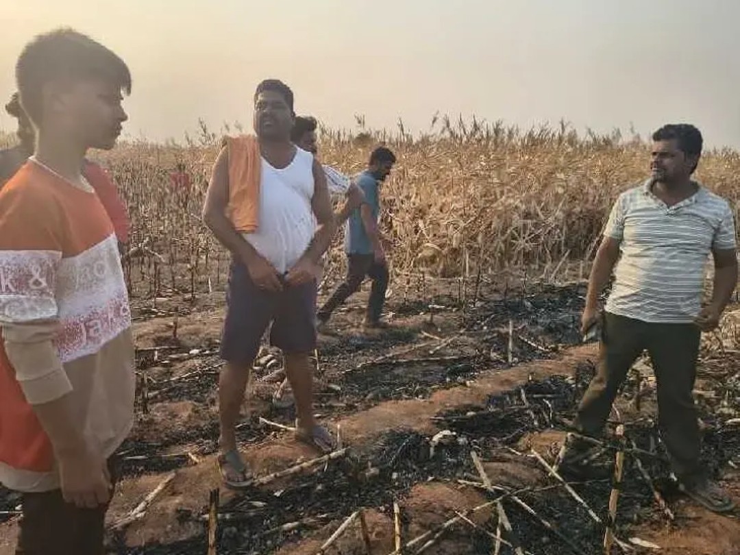 అగ్నికి ఆహుతైన మొక్కజొన్న పంట