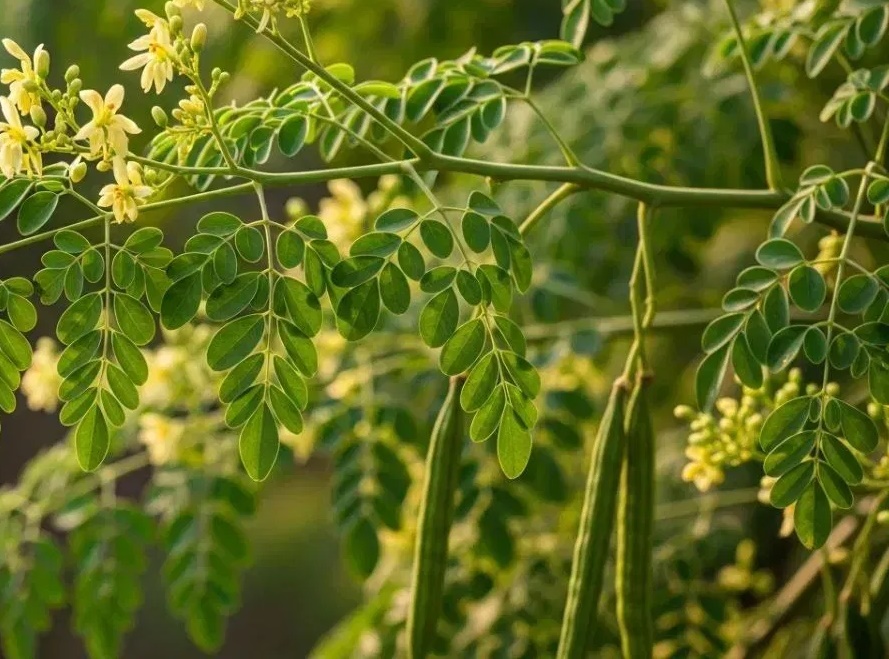 మునగ వీరు తినకూడదు