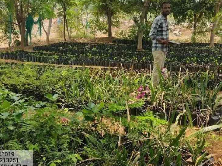 నర్సరీల్లో మొక్కల పెంపకంపై ప్రత్యేక దృష్టి