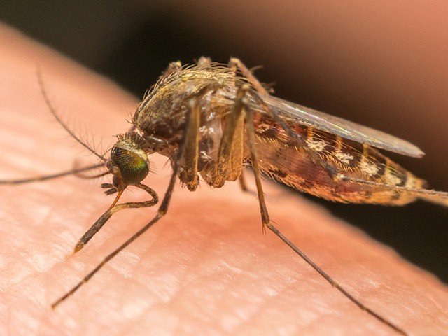 ఘట్‌కేసర్‌లో విపరీతంగా దోమల బెడద