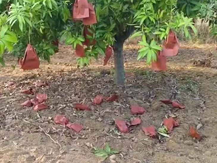 మామిడి పంటను ధ్వంసం చేసిన దుండగులు