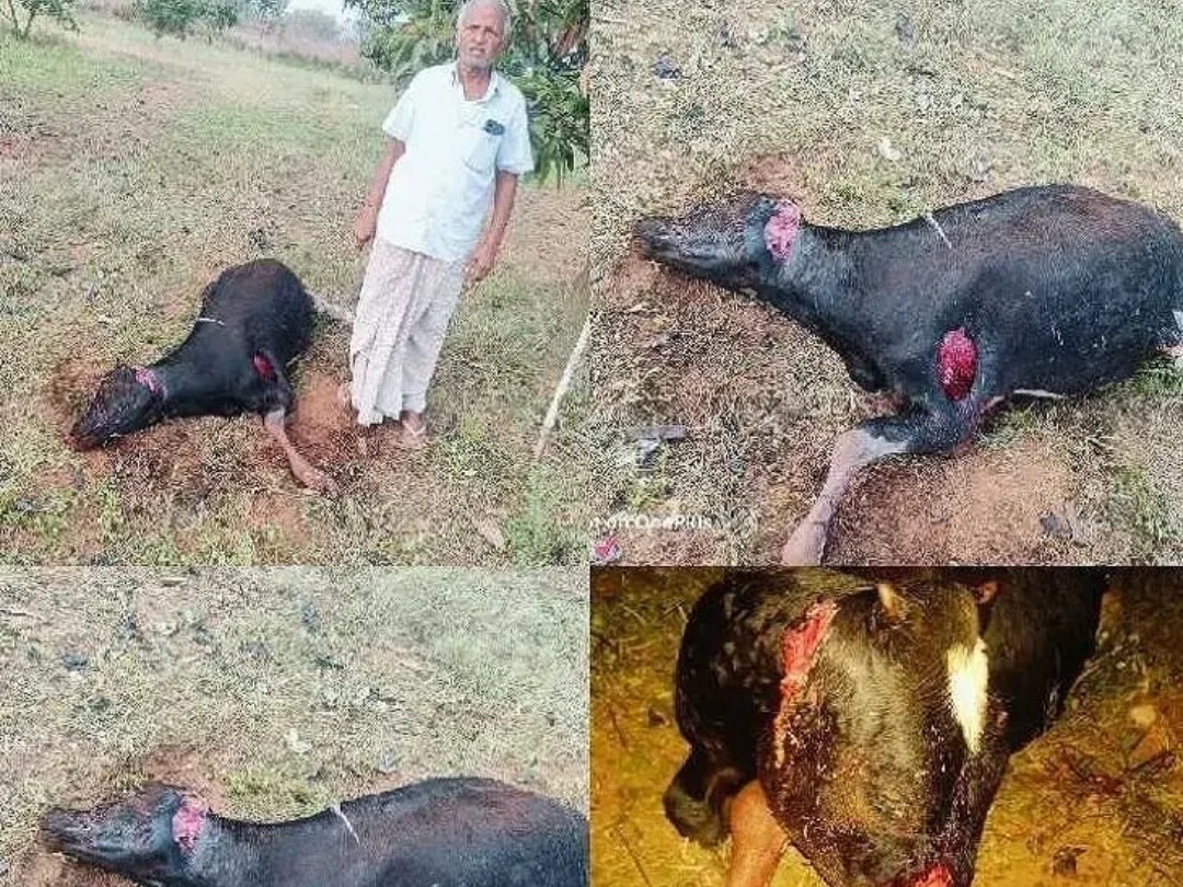 పిచ్చి కుక్కల దాడిలో ఆవు మృతి