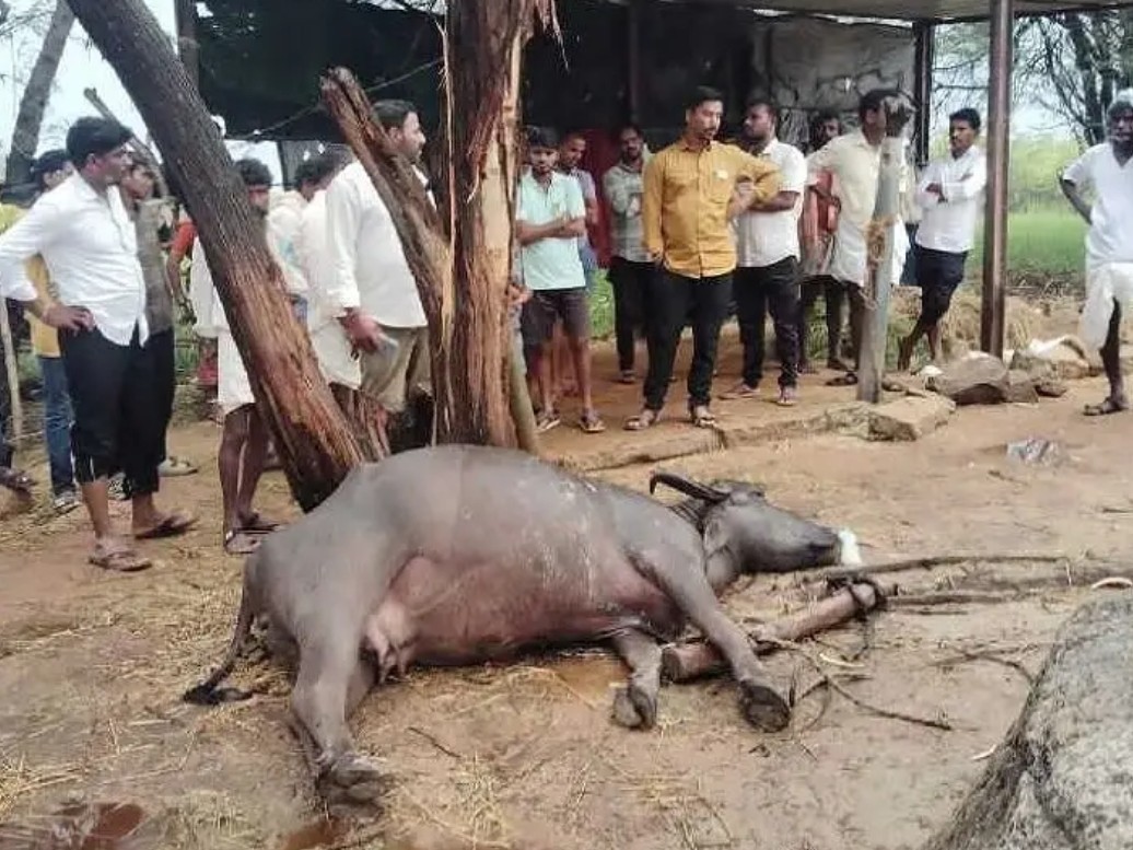 పిడుగుపాటుకు గేదె మృతి