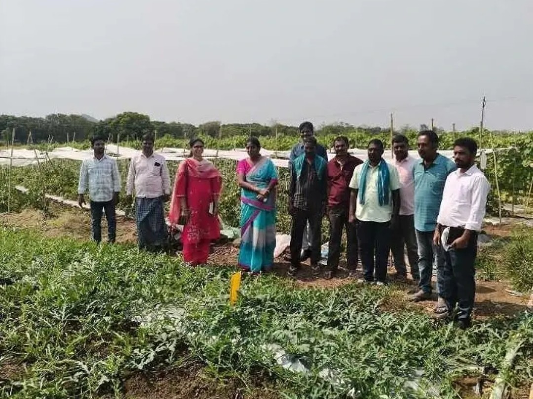 పంటలను పరిశీలించిన ఉద్యాన శాఖ అధికారులు