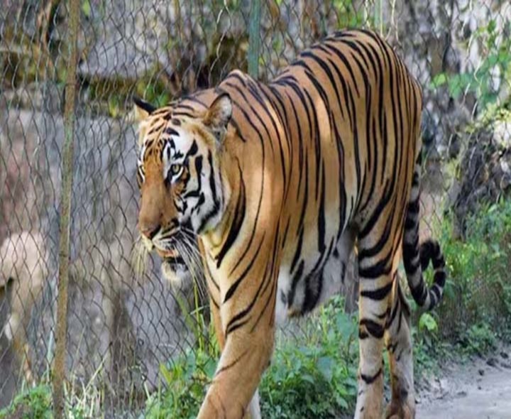 పులి సంచారం.. అప్రమత్తమైన అధికారులు