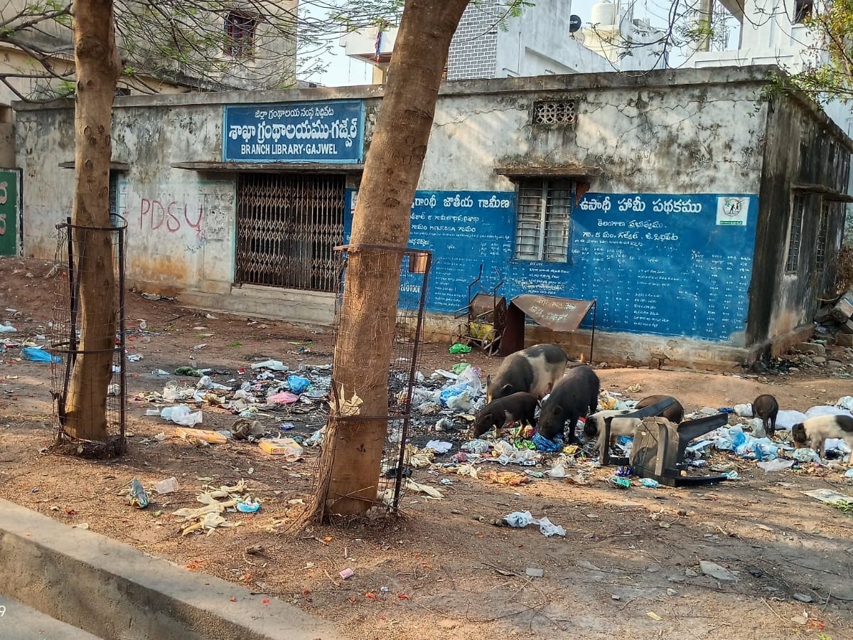 గజ్వేల్‌లో పందుల స్వైరవిహారం