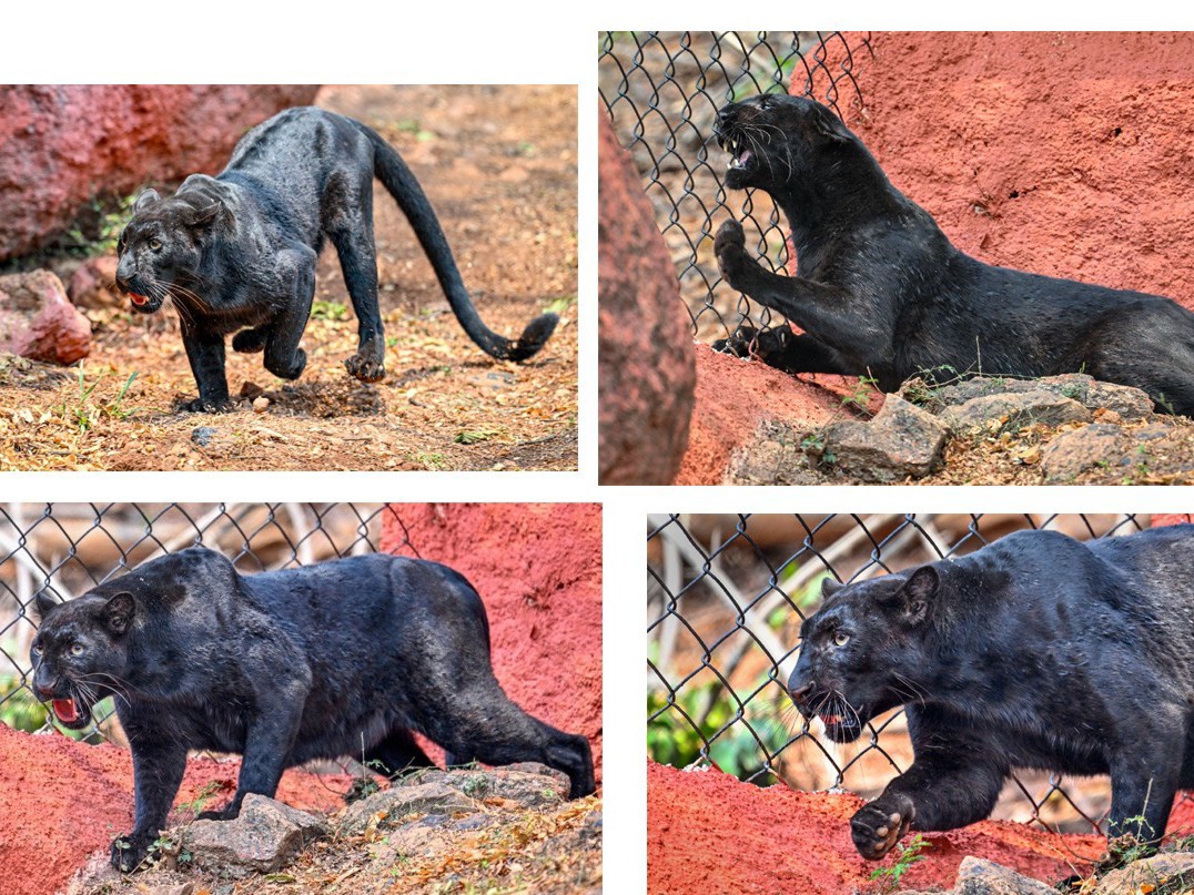 విశాఖ‌: జూలో ‘నల్లపులి’ గ‌ర్జ‌న‌