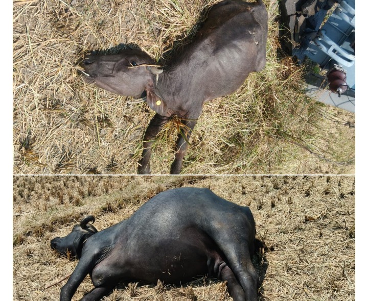 కరెంట్ షాక్‌తో రెండు గేదెలు మృతి