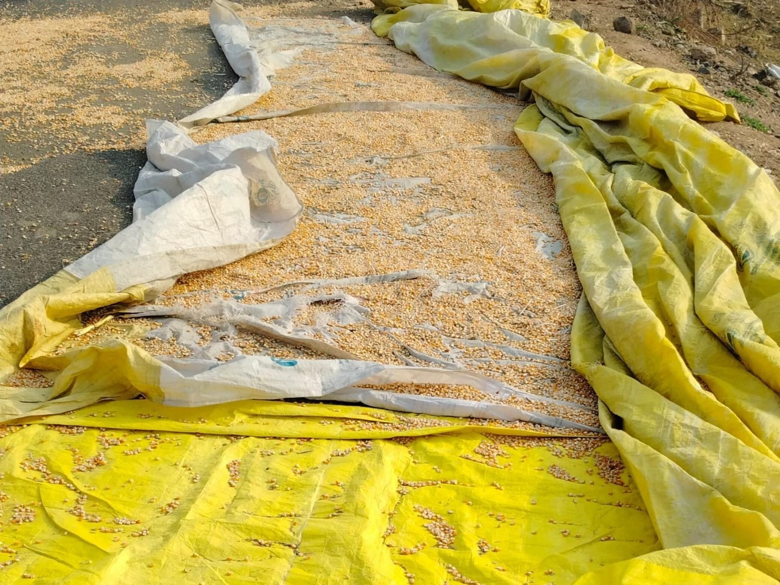 మొక్కజొన్న సంచుల దొంగతనం.. నలుగురు అరెస్ట్