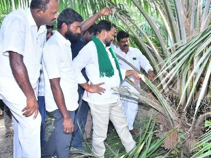 పామాయిల్ పంటను పరిశీలించిన ఎమ్మెల్యే రాందాస్