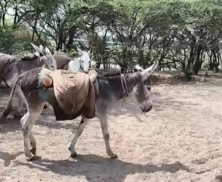 నది నుంచి గాడిదలపై అక్రమ ఇసుక రవాణా