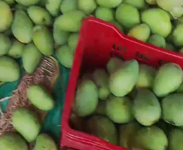 ప్రపంచానికి తీపిని పంచుతున్న మామిడి పండ్లు