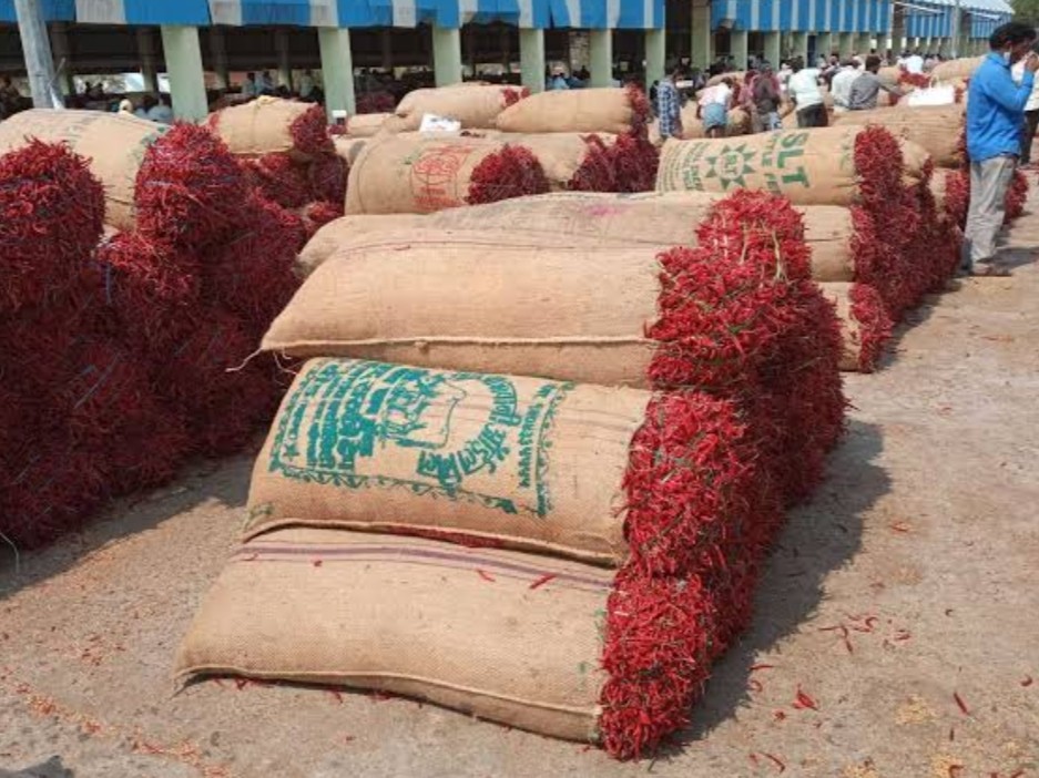 క్రమంగా పెరుగుతూ అధిక ధర పలుకుతున్న తేజ మిర్చి