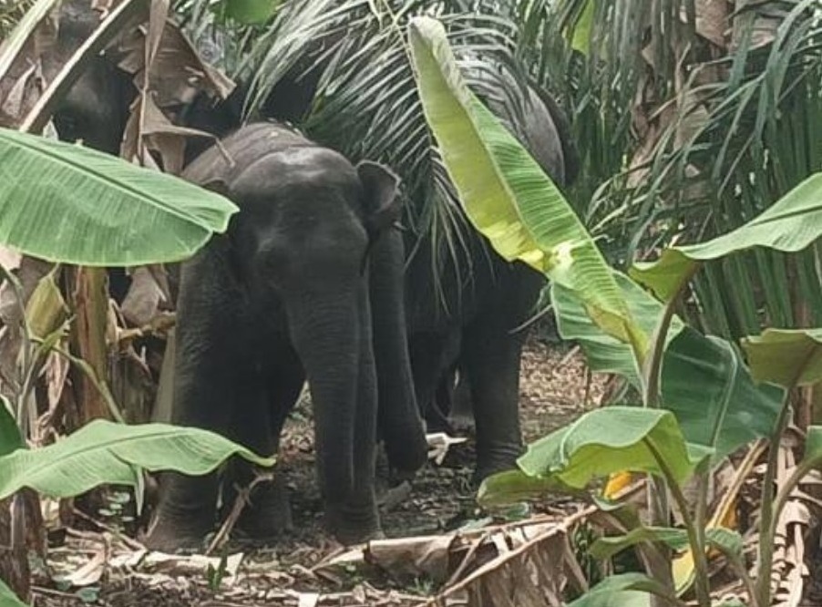 అలర్ట్.. ఏనుగుల సంచారం