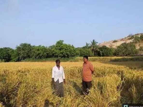 పంటలను ధ్వంసం చేసిన ఏనుగుల మంద