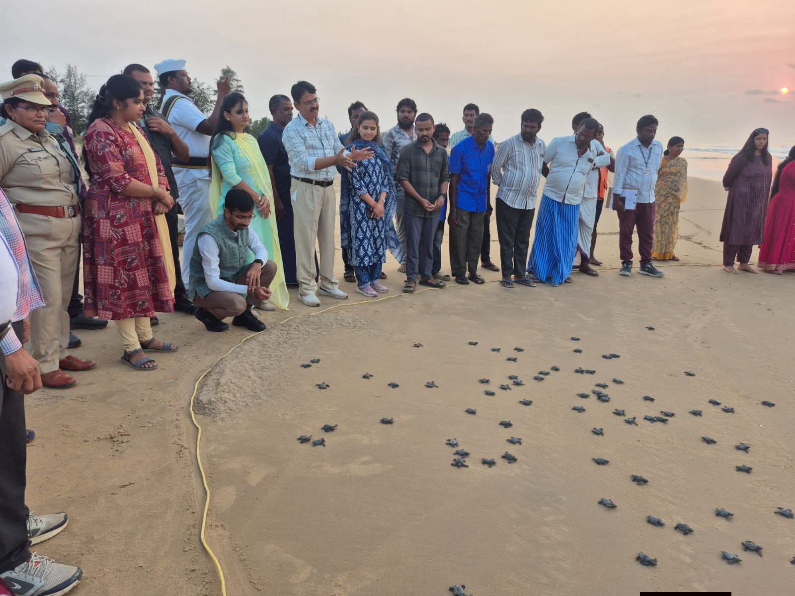 ఆలివ్ రిడ్లీ తాబేళ్ల పిల్లలను విడుదల చేసిన కలెక్టర్