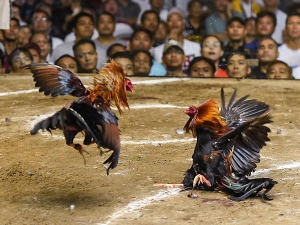 కోడి పందేలపై దాడి.. 10 మంది అరెస్ట్