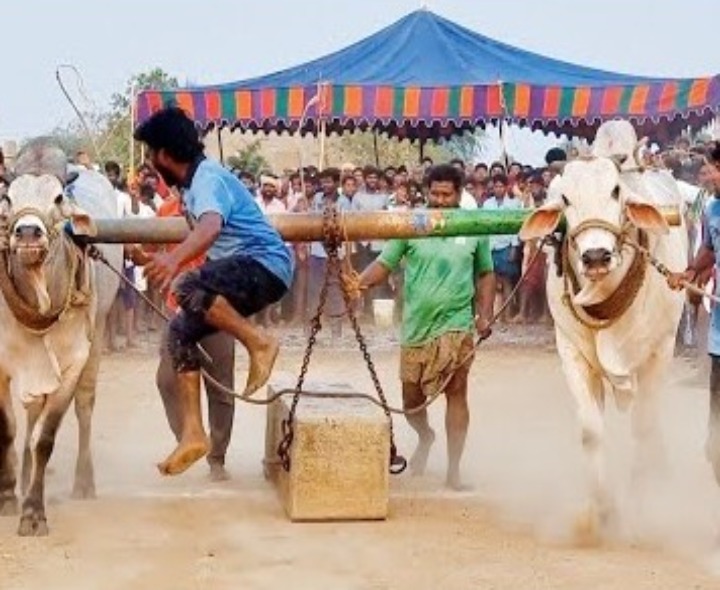 మే 1న బండలాగుడు పోటీలు
