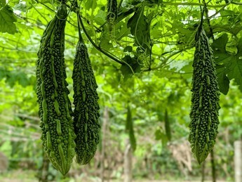 కూరగాయల సాగుకు ఫుల్ డిమాండ్.. అలా చేస్తే బెటర్