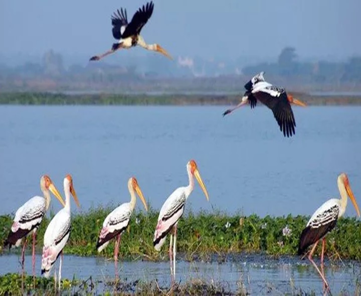 కొల్లేరు సమస్యకు పరిష్కారం దిశగా అడుగులు