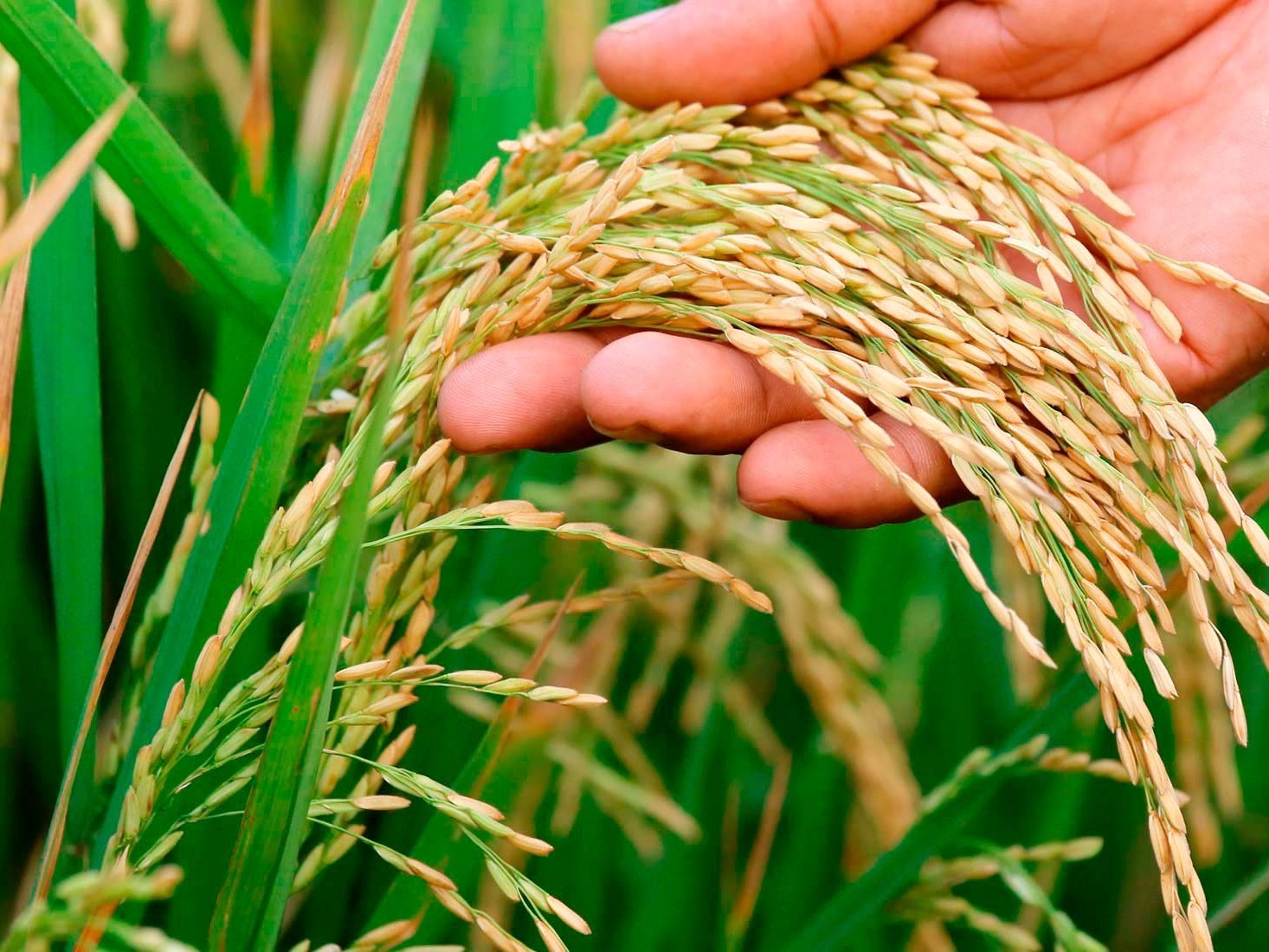 సిద్ధమవుతున్న వరి విత్తనాల రకాలు ఇవే..!